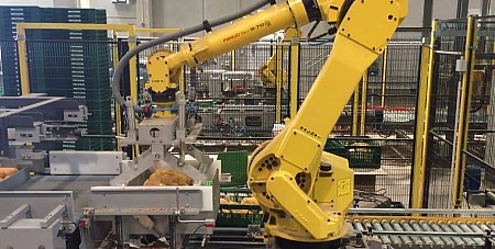 Packroboter im Kartoffelabpackbetrieb